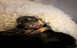 Mixed Breed dogs for sale: Daxie poo puppies - Image 2