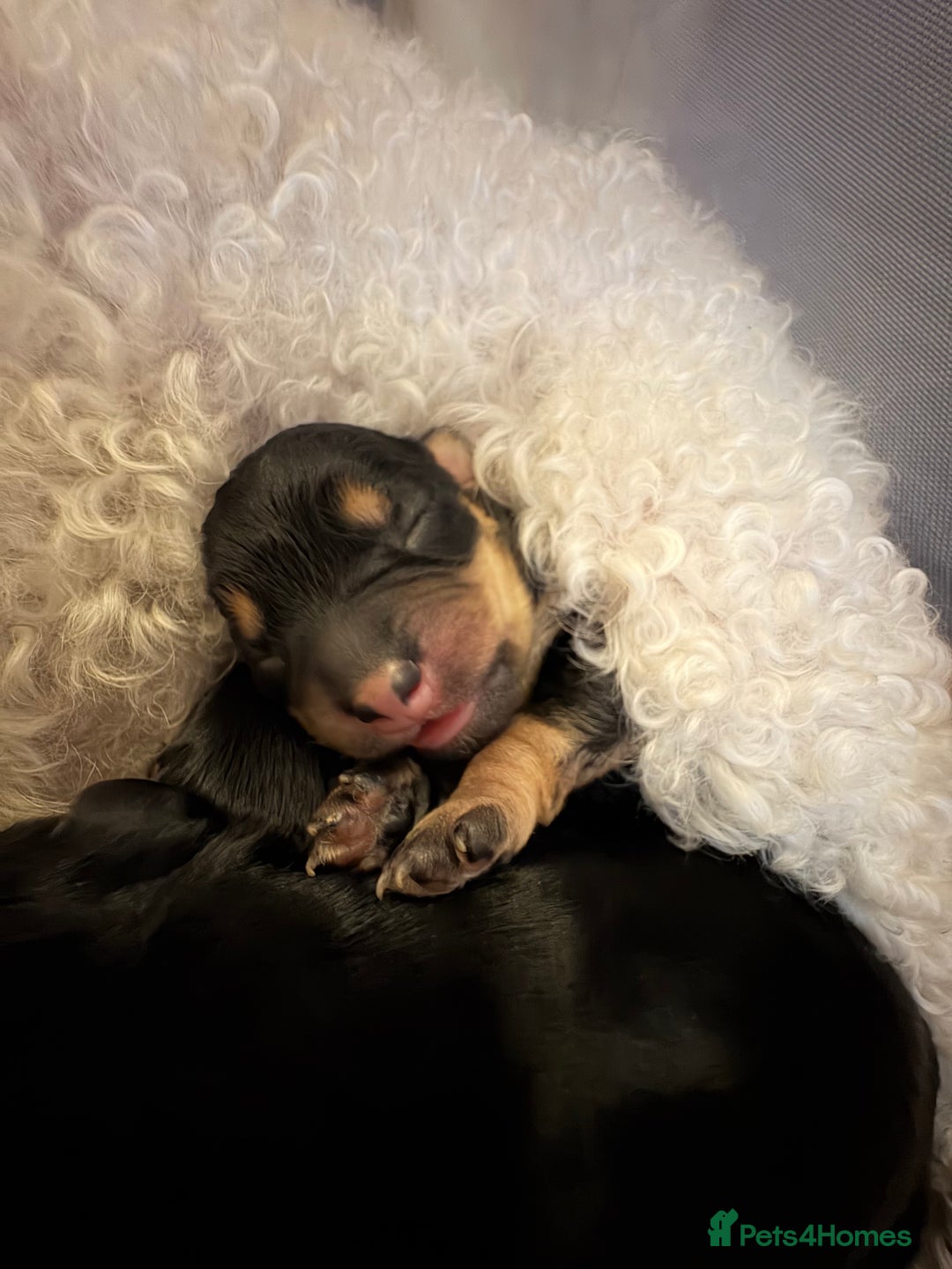 Mixed Breed dogs for sale: Daxie poo puppies - Image 2