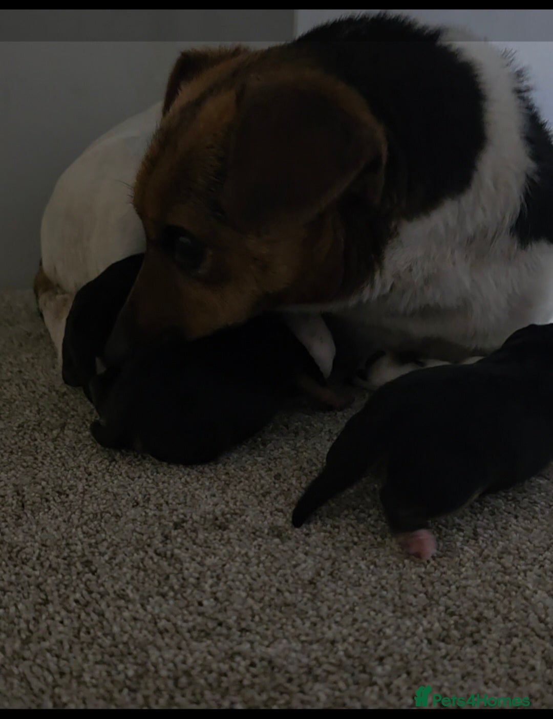 Jack Russell dogs for sale: Traditional Short Legged Jackrussell Pups!  - Image 15