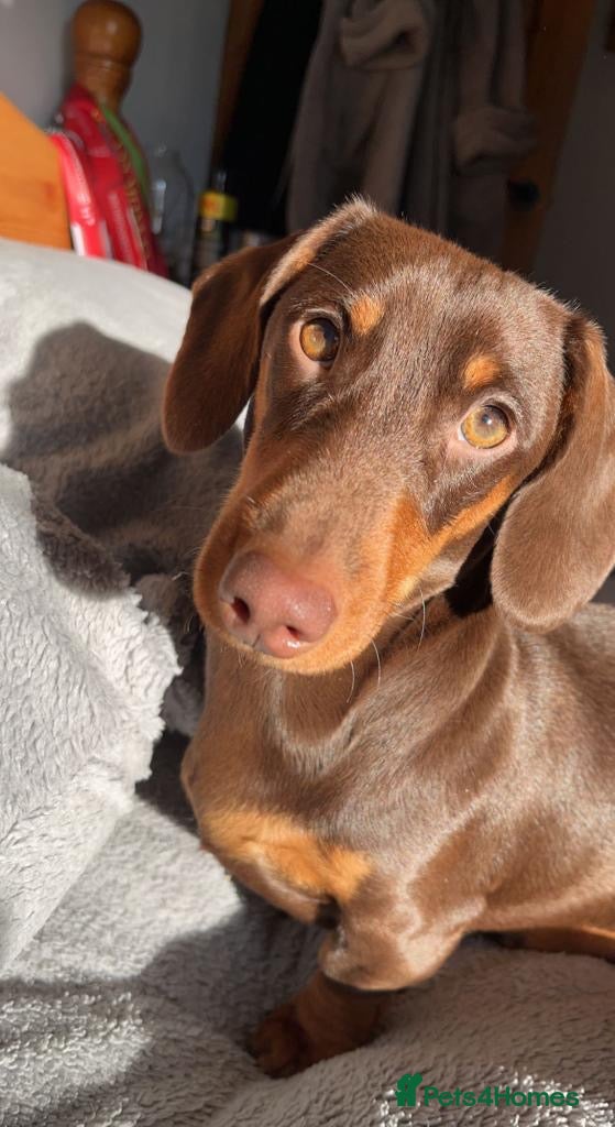 Dachshund dogs Dachshund pups  - Advert 1