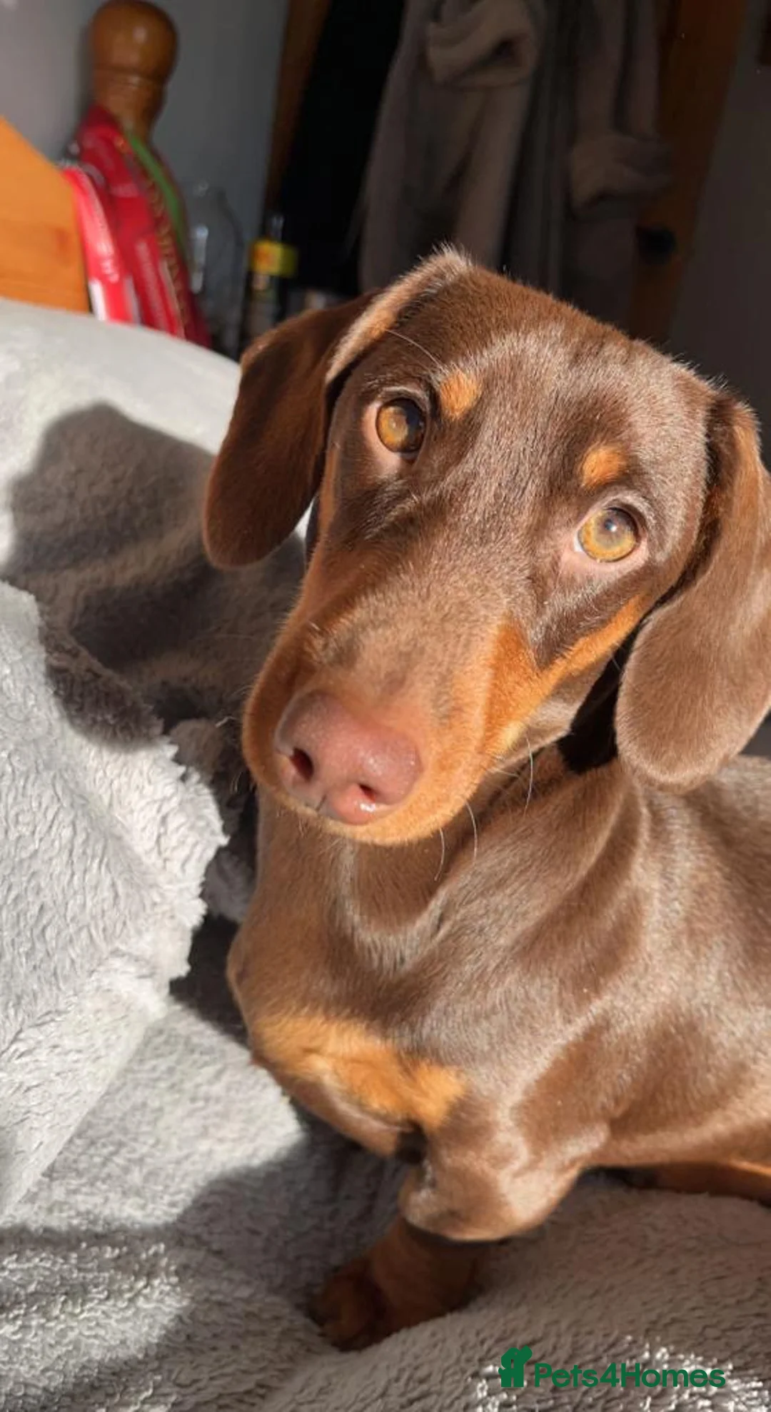 Dachshund dogs for sale: Dachshund pups  - Advert 1
