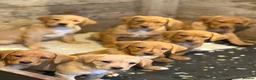 Labrador Retriever dogs for sale: Yellow / Fox Red KC Registered Labrador Puppies - Advert 3