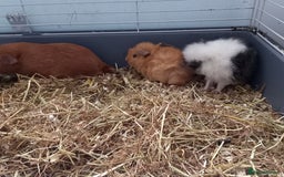 Guinea Pig rodents for sale: Baby male guinea pig pairs - Image 2