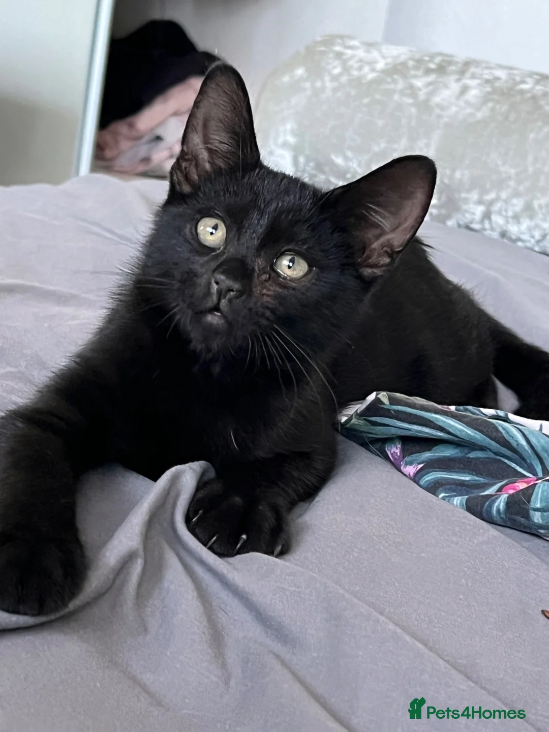 British Shorthair cats for sale:     Beautiful Black Kitten Ready for New Home  - Advert 2