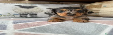 Miniature Dachshund Puppy 1