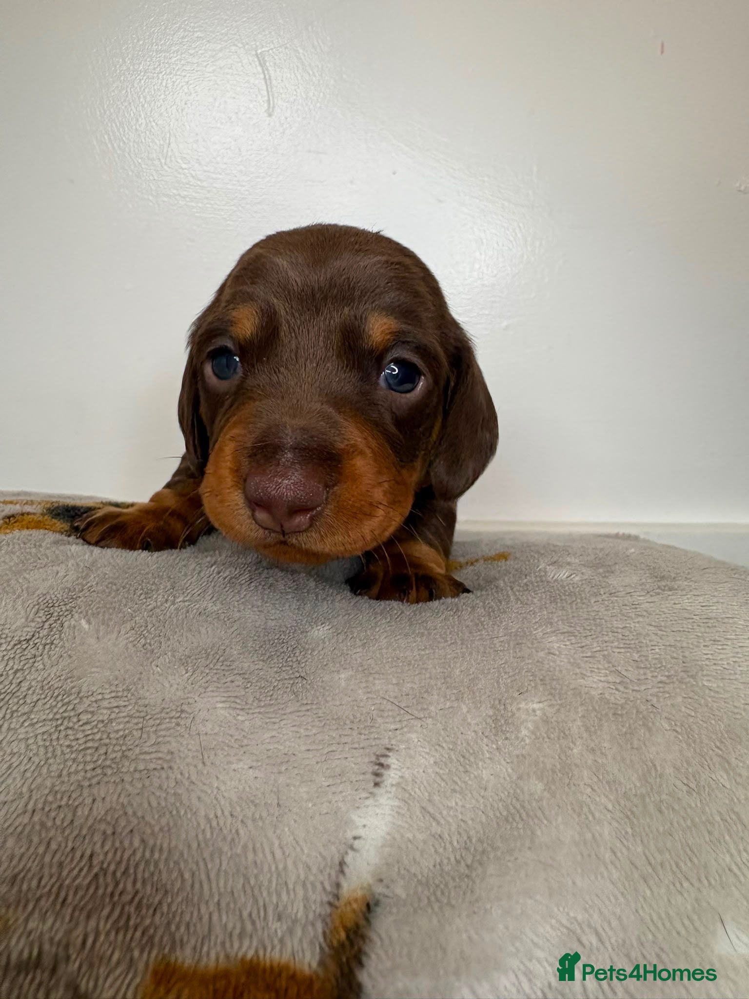 Miniature Dachshund dogs 3 beautiful girls  - Advert 2