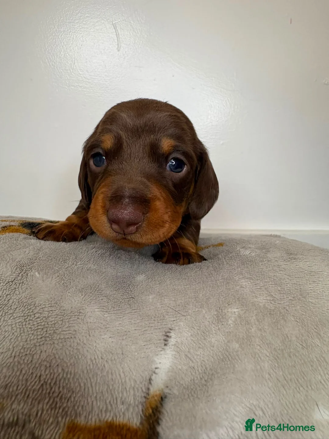 Miniature Dachshund dogs for sale: 3 beautiful girls  - Advert 1