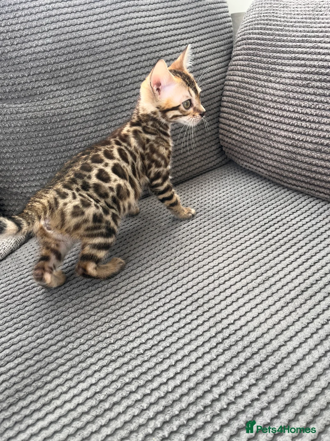 Bengal cats for sale: Reserved** Stunning registered bengal kittens  - Advert 16