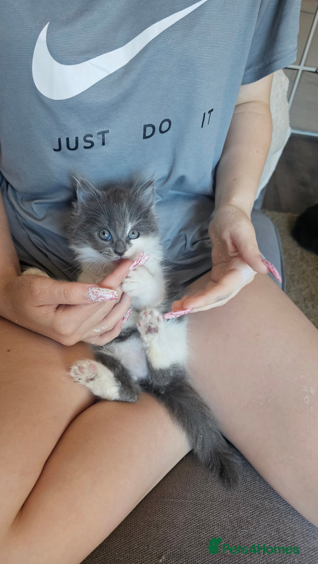 Ragdoll cats for sale: Last gorgous kitten - Image 7