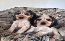 Cocker Spaniel dogs for sale: Show Cocker Spaniel Puppies  - Image 8