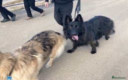 German Shepherd dogs for sale: Male longhaired black sable German shepherd  - Image 2