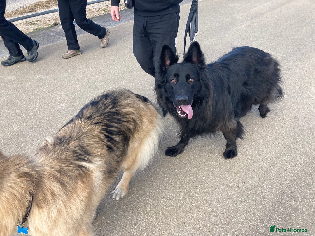 German Shepherd dogs for sale: Male longhaired black sable German shepherd  - Image 2