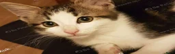 Mixed Breed cats for sale: Beautiful male kitten – ready for a new home. - Advert 9