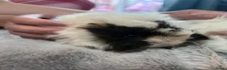 Guinea Pig rodents for sale: Guinny pigs  in Crewe - Advert 5