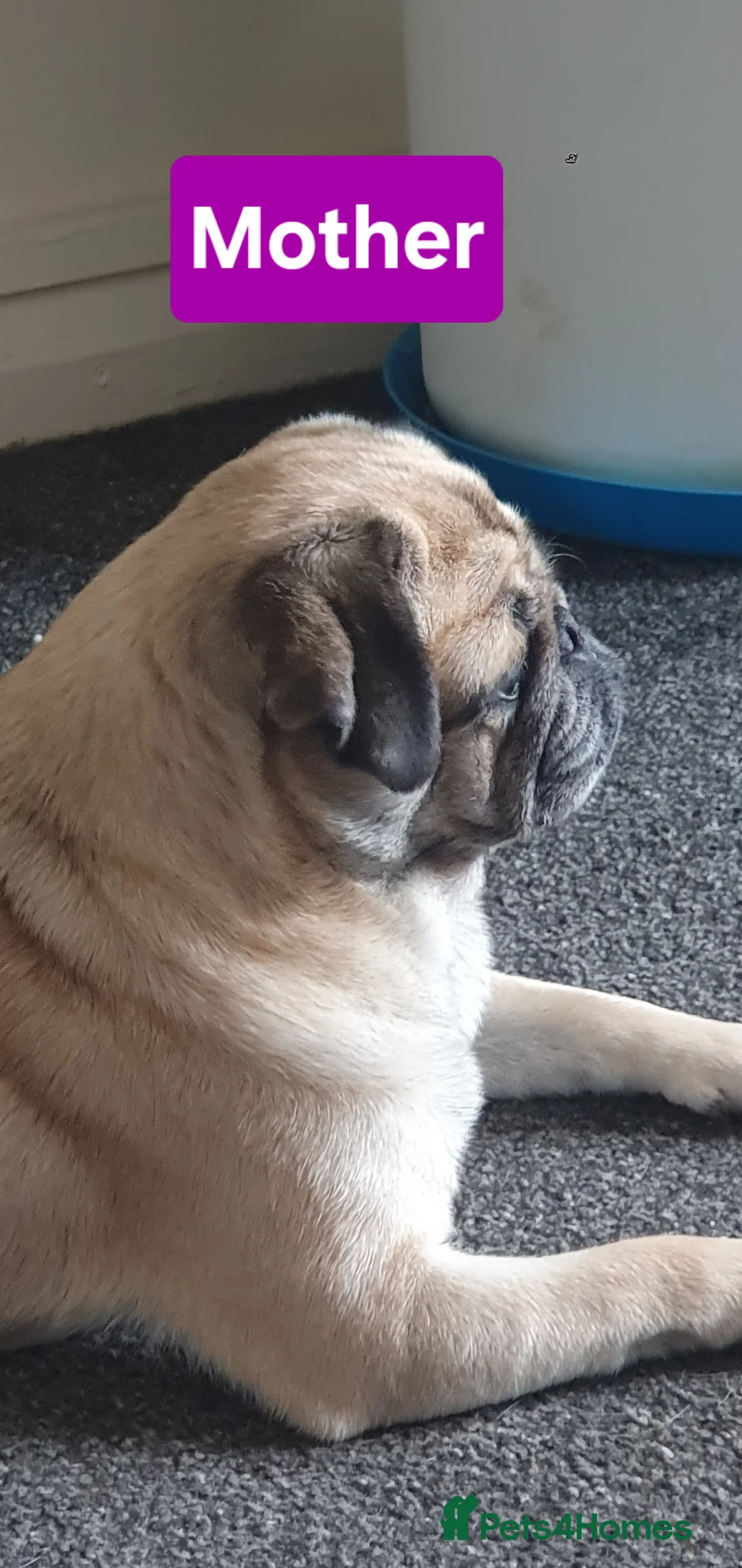Pug dogs for sale: Family Pug , looking for new forever home - Advert 1