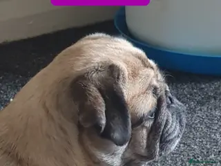 Pug dogs Family Pug , looking for new forever home - Advert 1