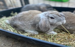 Mini Lop rabbits for sale: 4 x Beautiful Mini Lops for sale - Image 4
