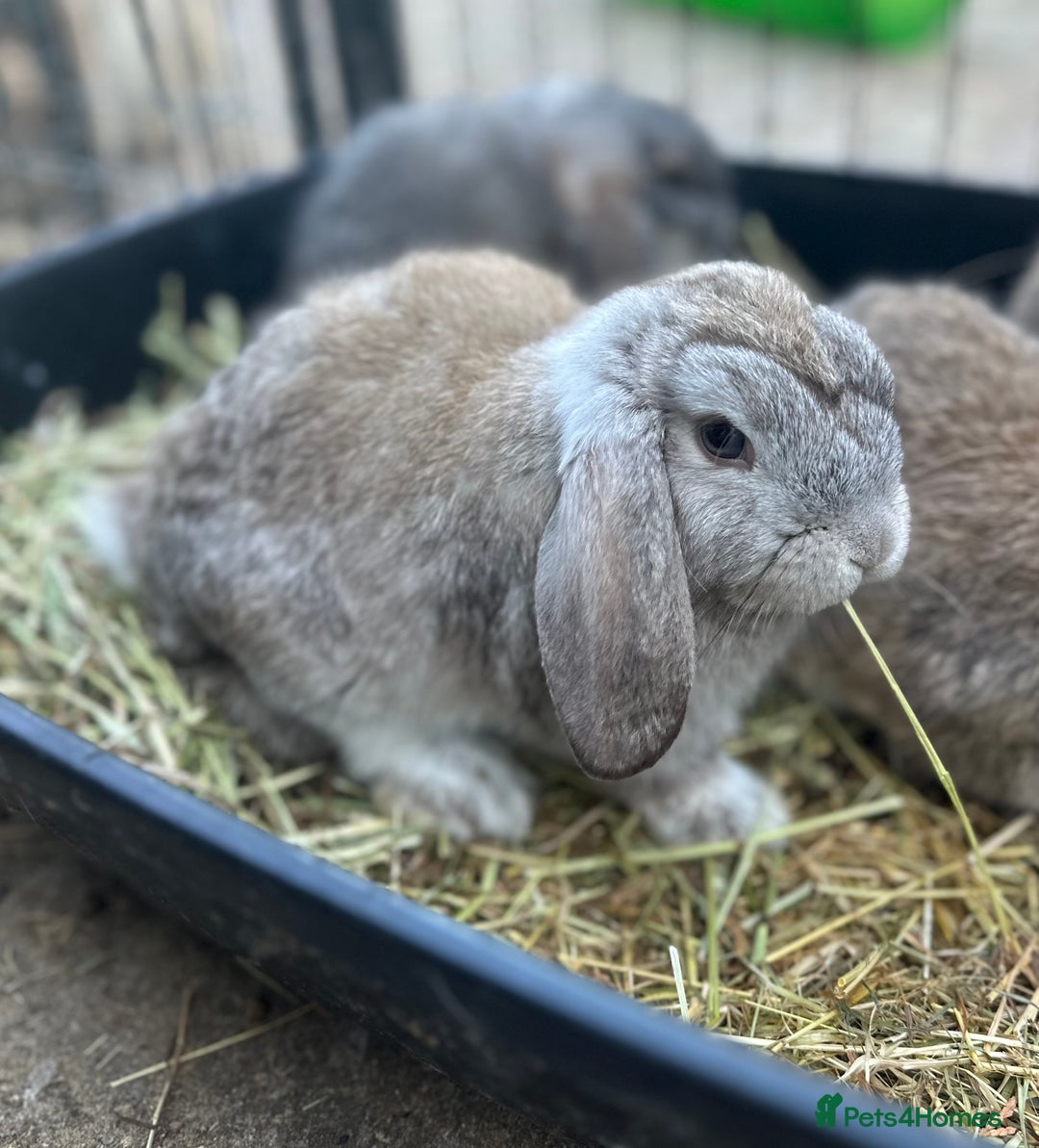 Mini Lop rabbits for sale: 4 x Beautiful Mini Lops for sale - Image 4