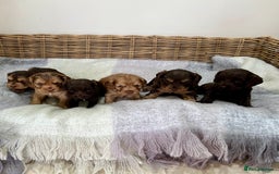 Cocker Spaniel dogs for sale: Beautiful KC English cocker spaniel pups - Image 9