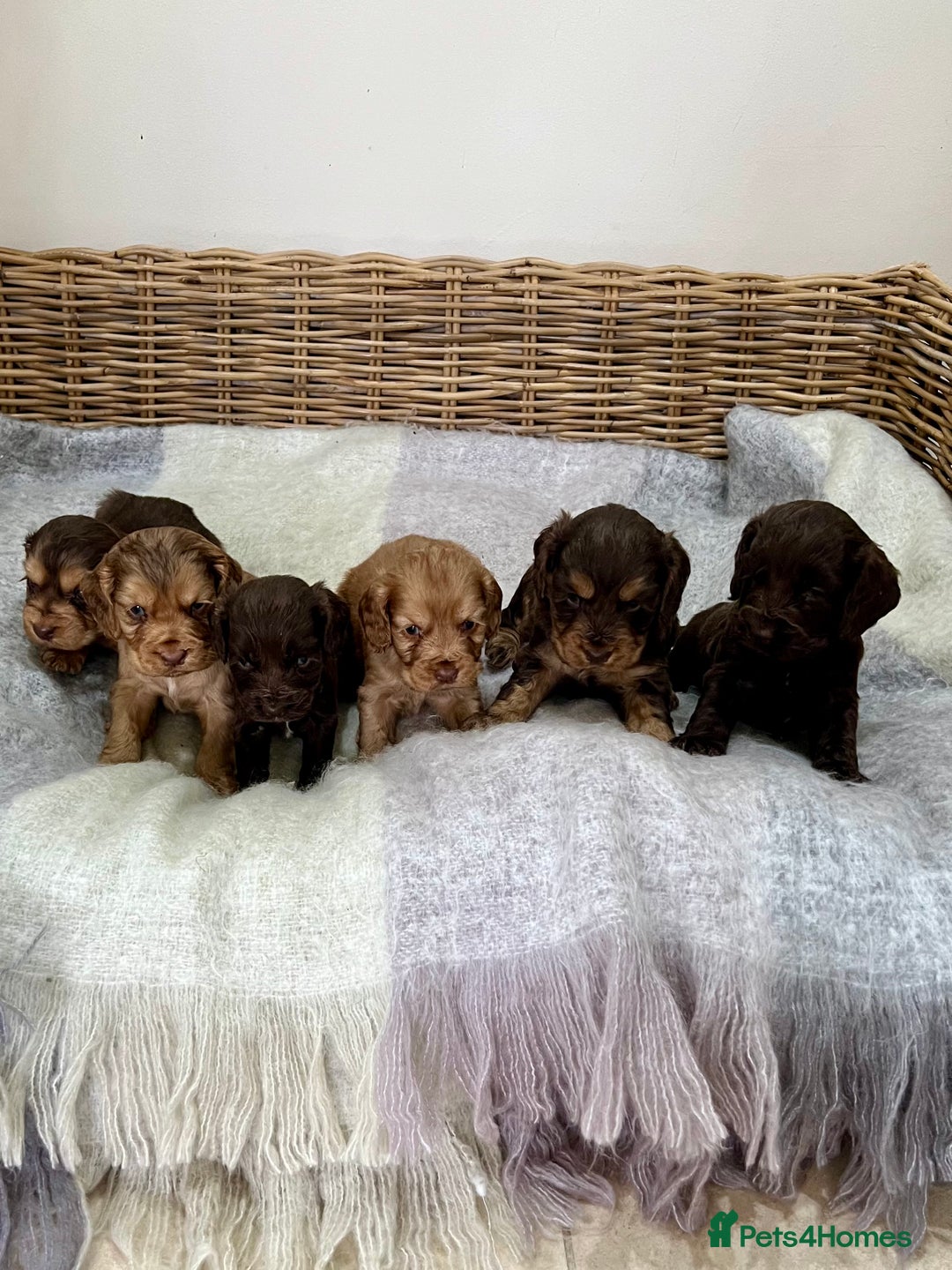 Cocker Spaniel dogs for sale: Beautiful KC English cocker spaniel pups - Image 9
