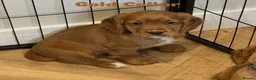 Cocker Spaniel dogs for sale: Adorable Cocker Spaniel Puppies available in Borehamwood - Advert 3