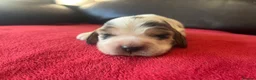 Cocker Spaniel dogs for sale: ⭐️KC Registered Show Cocker Spaniels ⭐️ in Carmarthen - Advert 14