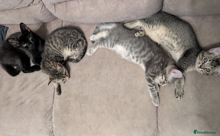 Mixed Breed cats - Advert 2
