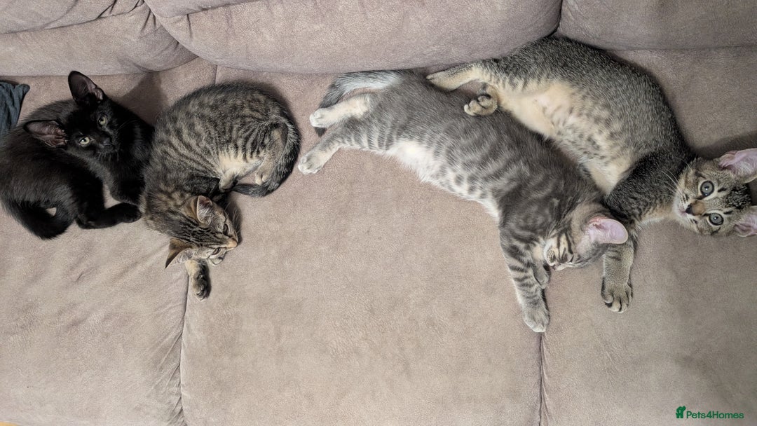 Mixed Breed cats for sale: Adorable Kittens Looking for Loving Homes! - Image 1
