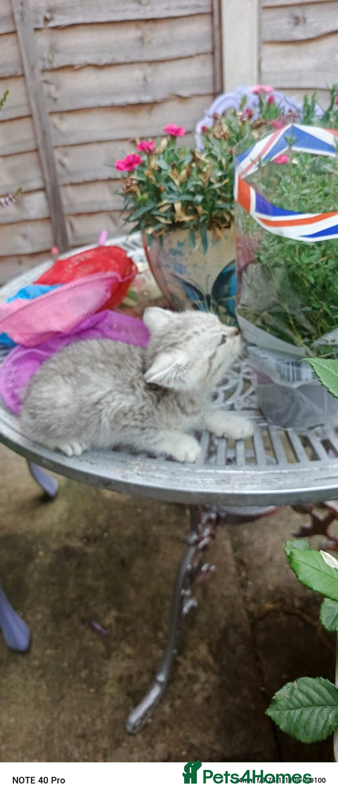 British Shorthair cats for sale: PUre tabby British short hair kittens - Image 22