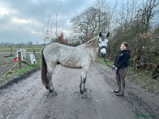 Connemara horses Reg Connemara gelding - Advert 1