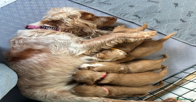 Cocker Spaniel dogs - Advert 3