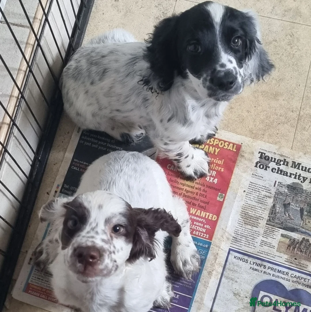 Cocker Spaniel dogs for sale: Working Cocker Spaniel Puppies  - Advert 1