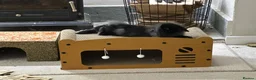 Mini Lion Lop rabbits for sale: 🐰 2 bonded and neutered mini lion lops 🐰  in Droitwich - Advert 4