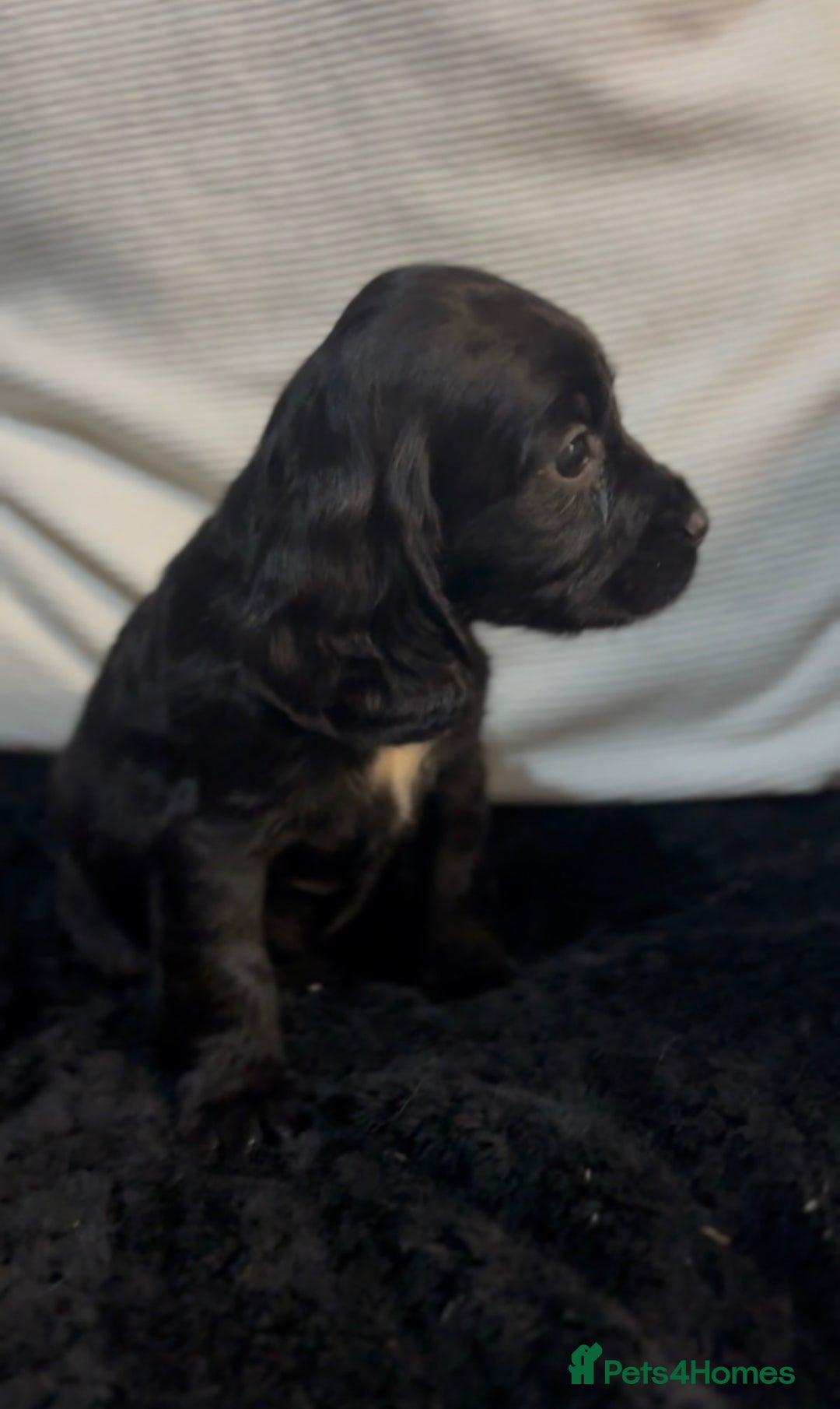 Cockapoo dogs for sale: Adorable F1B Cockapoos❤️💙 🐾 - Advert 14