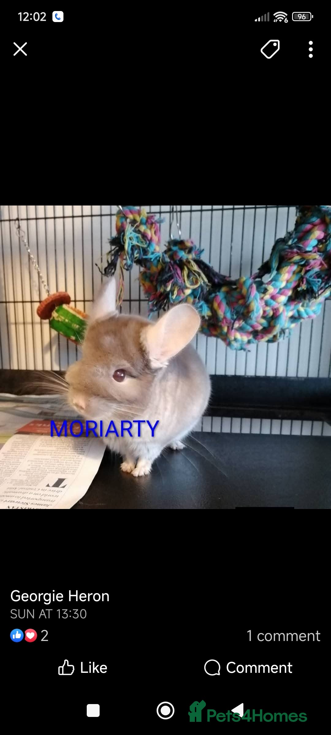 Chinchilla rodents for sale: Chinchillas for sale  - Advert 3