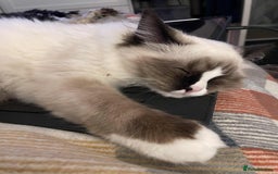 Maine Coon cats for sale: Maine Coon X Ragdoll  - Advert 14