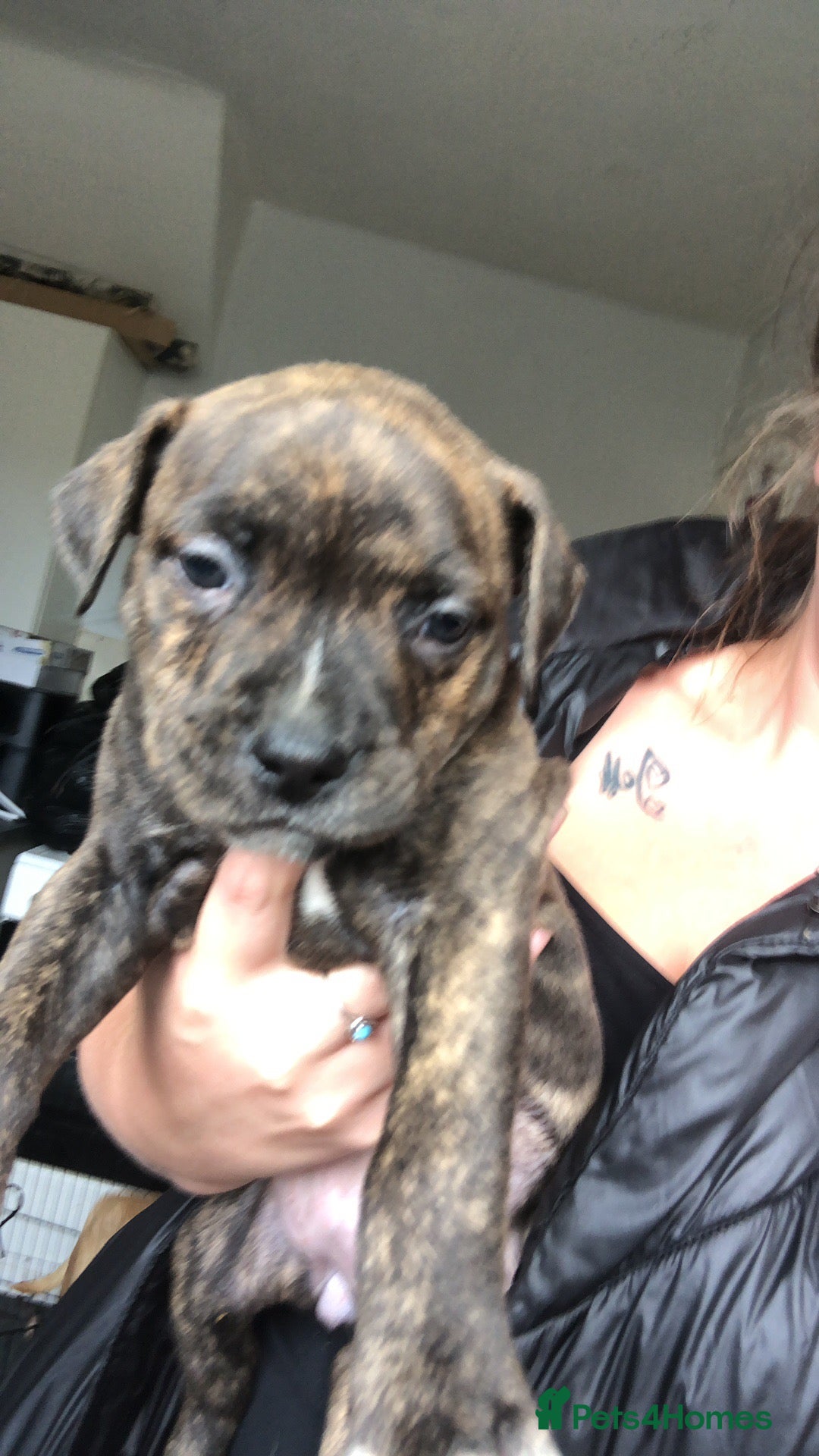 Mixed Breed dogs for sale: Pocket/staff pups  - Image 4