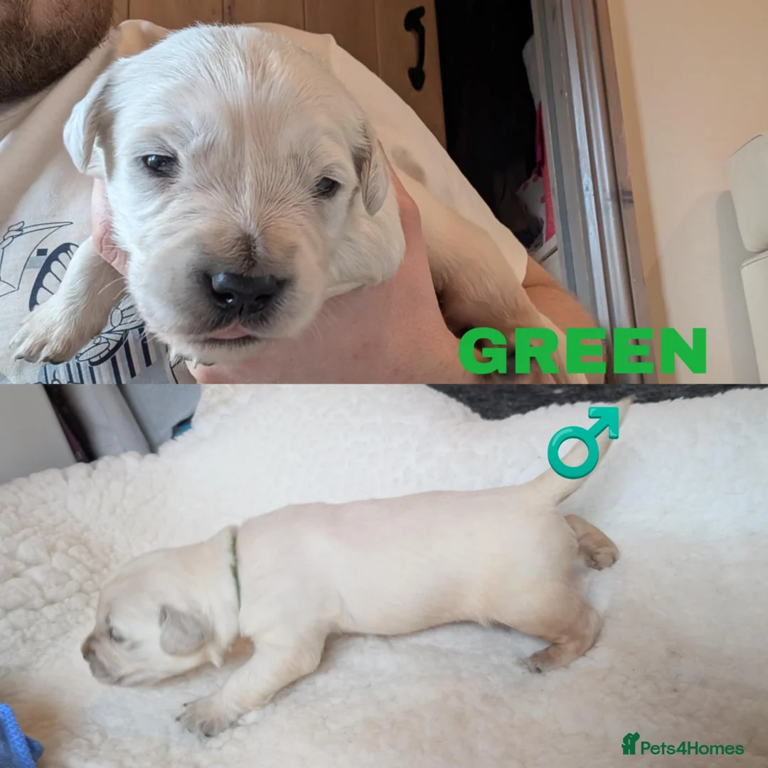 Golden Retriever dogs for sale: Stunning Cream Golden Retriever Puppies - Advert 11