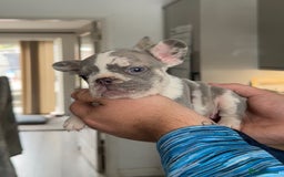 French Bulldog dogs for sale: 🤍 Merle / Lilac + Tan French bulldog puppies🤍 - Image 9
