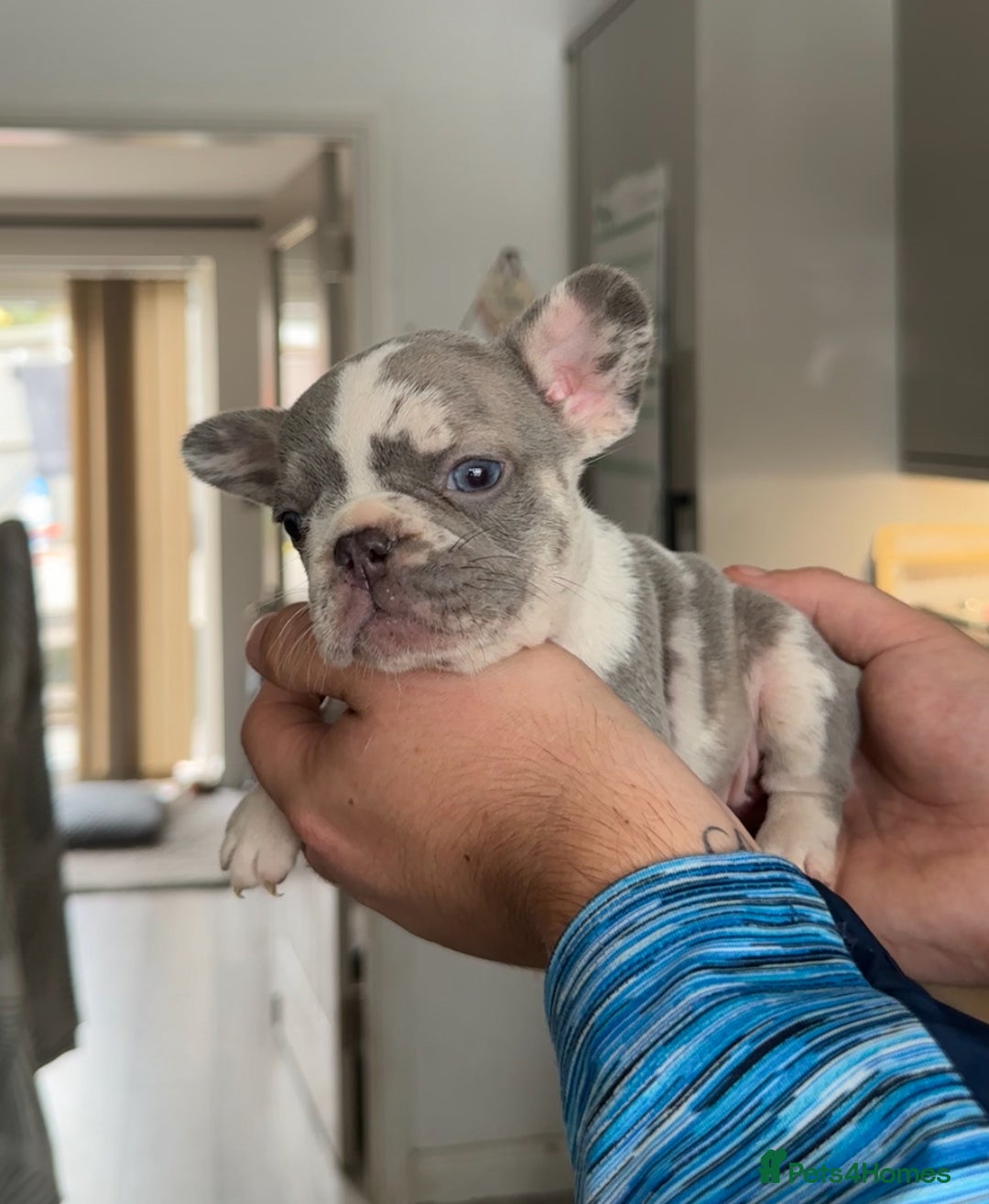 French Bulldog dogs for sale: 🤍 Merle / Lilac + Tan French bulldog puppies🤍 - Image 9