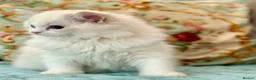 Ragdoll cats for sale: 2 Active girls  - Advert 13