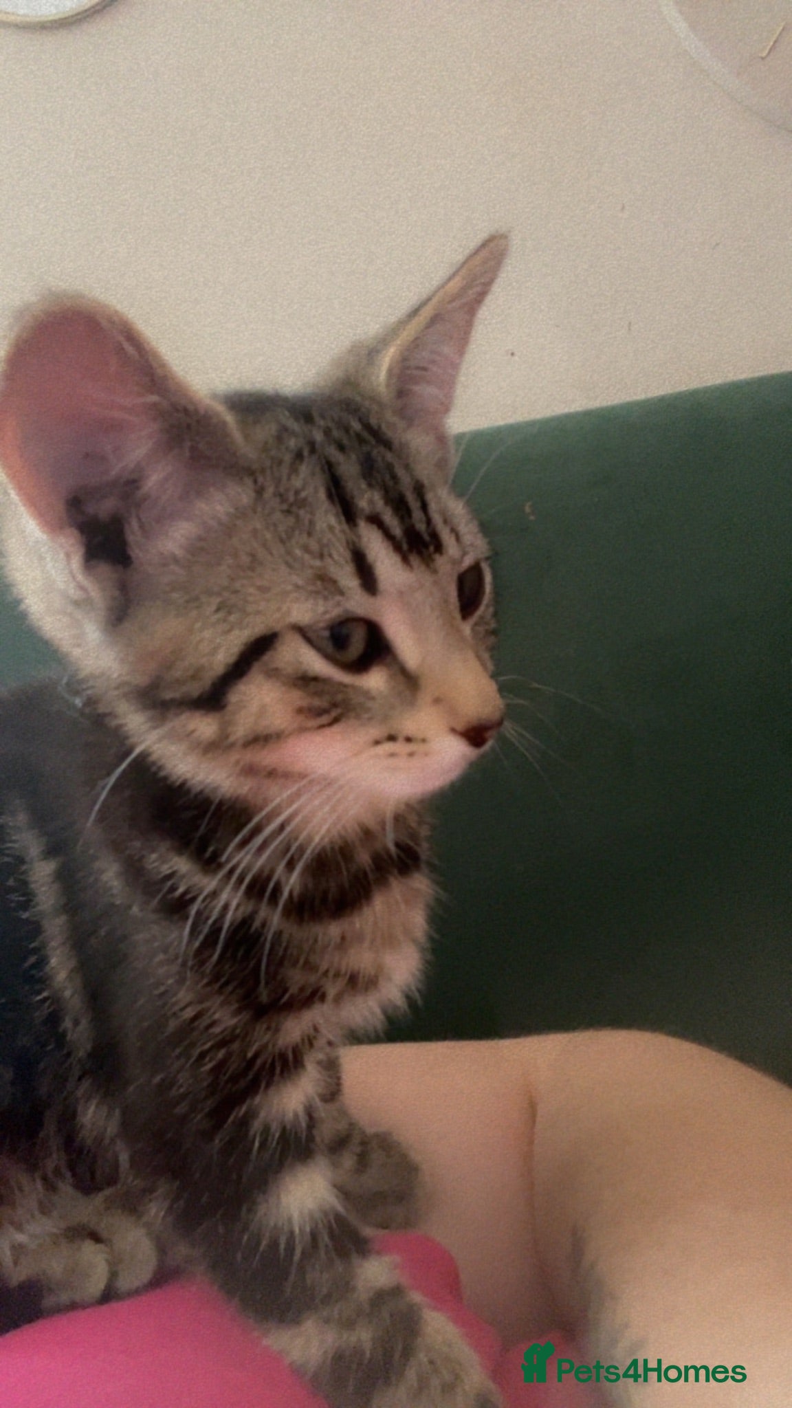 Mixed Breed cats 3 male kittens  - Advert 4