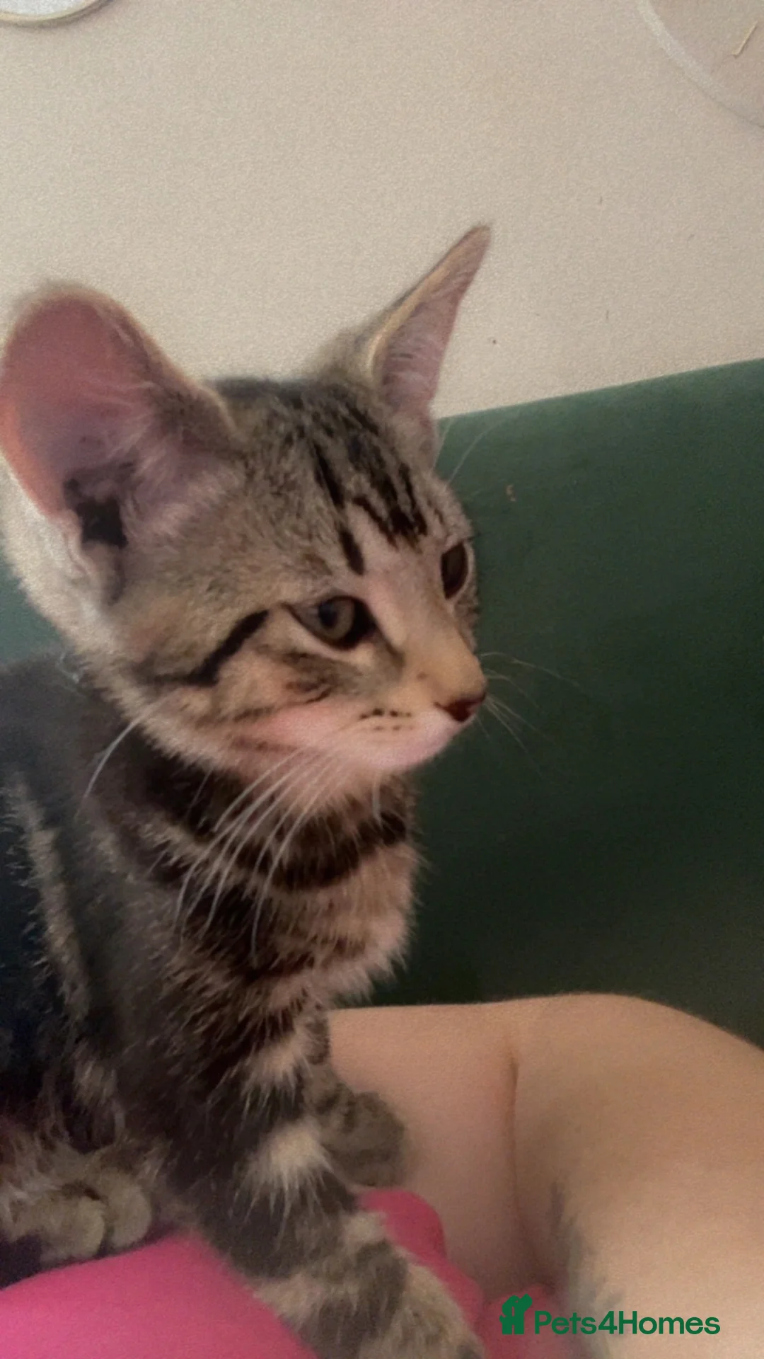 Mixed Breed cats for sale: 3 male kittens  - Advert 1