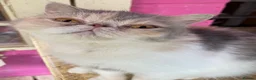 Exotic cats for sale: 💙Beautiful Exotic Shorthair Boy Kittens💙 - Advert 25