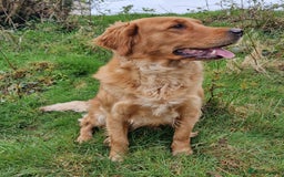 Goldendoodle dogs for sale: Gorgeous mini F1 goldendoodles - Image 13