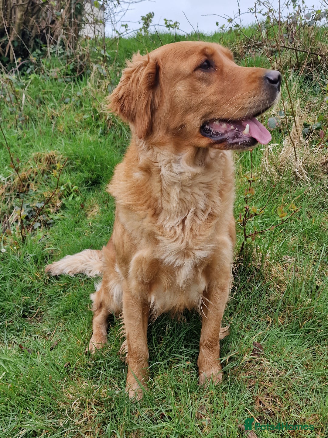 Goldendoodle dogs for sale: Gorgeous mini F1 goldendoodles - Image 13
