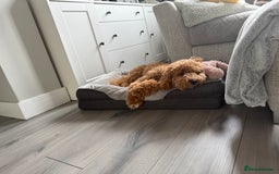 Cavachon dogs for sale: Ralph  - Image 5