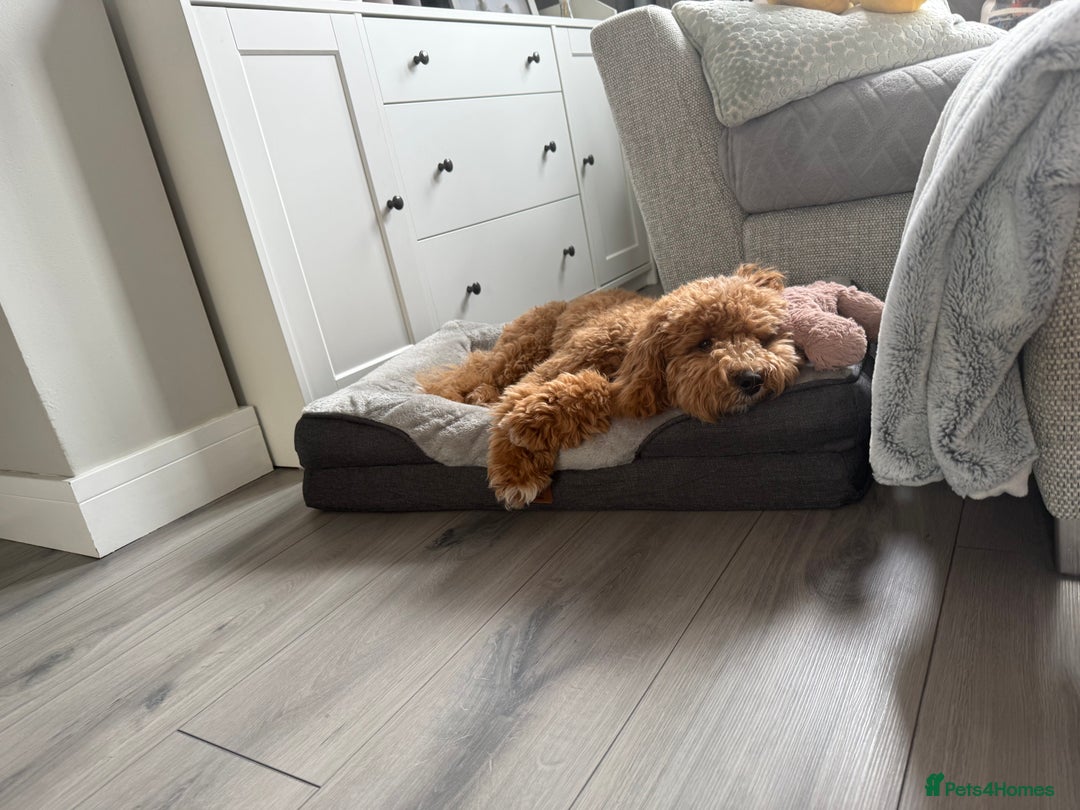 Cavachon dogs for sale: Ralph  - Image 5