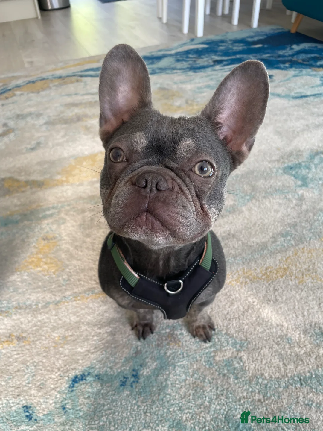 French Bulldog dogs for sale: French bulldog Puppies  - Advert 2