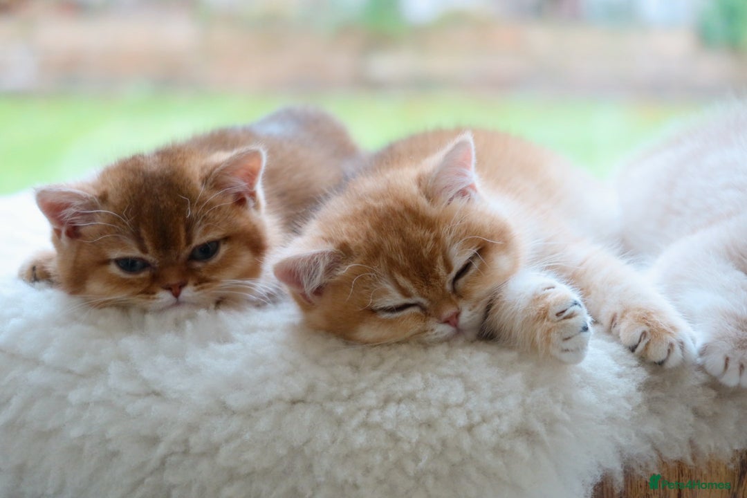 British Shorthair cats for sale: Stunning Registered British Shorthair Girl - Advert 6